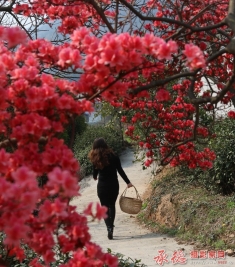 乡间小路