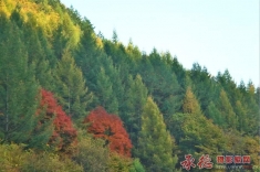 【大招旅游杯】森林、温泉秋季摄影大赛、万绿丛中