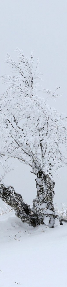 爱在风雪中