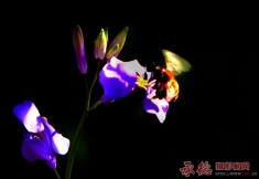 蜂花恋