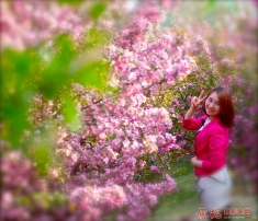 抓拍—花海与美女