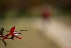 孤独的赏花老人—续