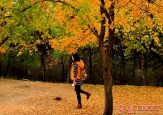 摇落秋叶满地金