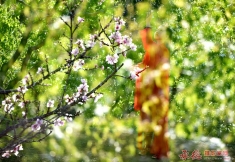 花季