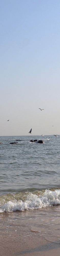 海边走