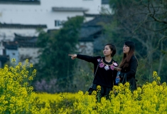 婺源三月赏花时
