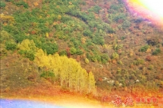 【大招旅游杯】森林、温泉秋季摄影大赛、小小白桦林