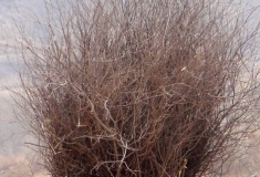 老汉今年六十八