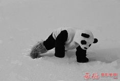 可爱的熊猫宝宝
