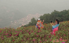 雾霾花海也潇洒