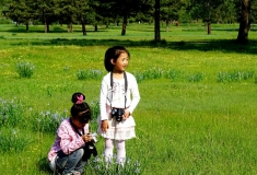 万树园里的马兰花