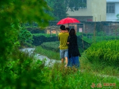 雨中情