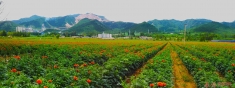 花海（手机版）