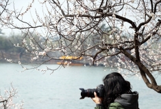 杏花树下摄影人