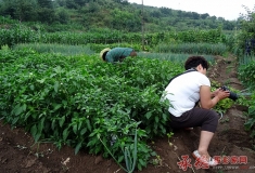 不一样的投入