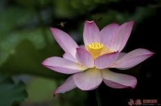 莲恋