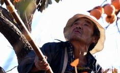 采摘