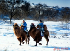 雪域漫步梦驼铃