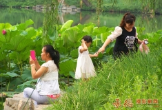 湖边赏荷人