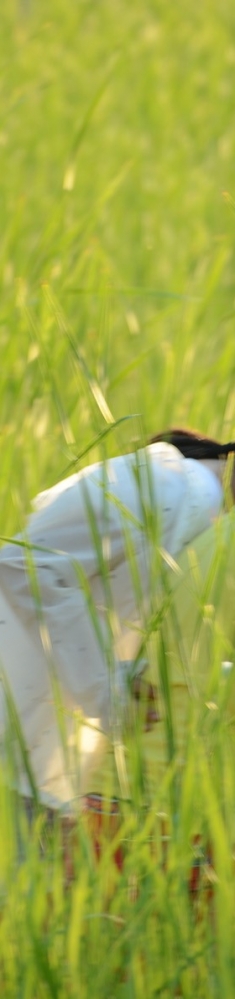 夕阳绿草中