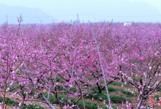 人美花红
