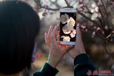 她在拍杏花