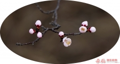 梅花点点