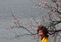 湖边杏花开