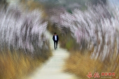 春之旋（一次实拍）