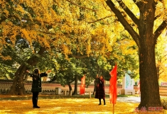 银杏树下拍落叶