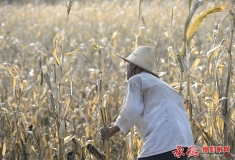 总版主评析 2015——84   一幅令人动情的好作品