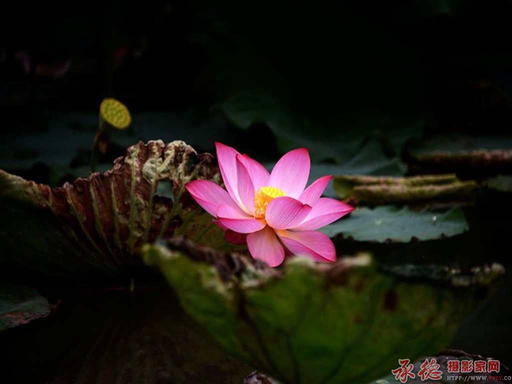 三等奖《沧桑中的一支花》 摄影： 闫秀晶