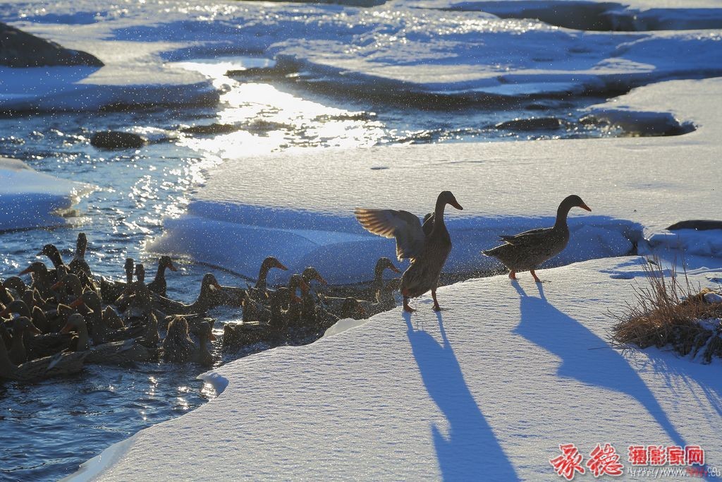 柳河梦醒--草根摄员--自然风光