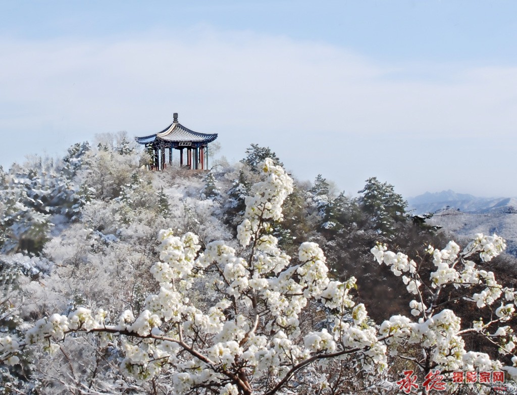 梨花映雪-六月荷-避暑山庄 