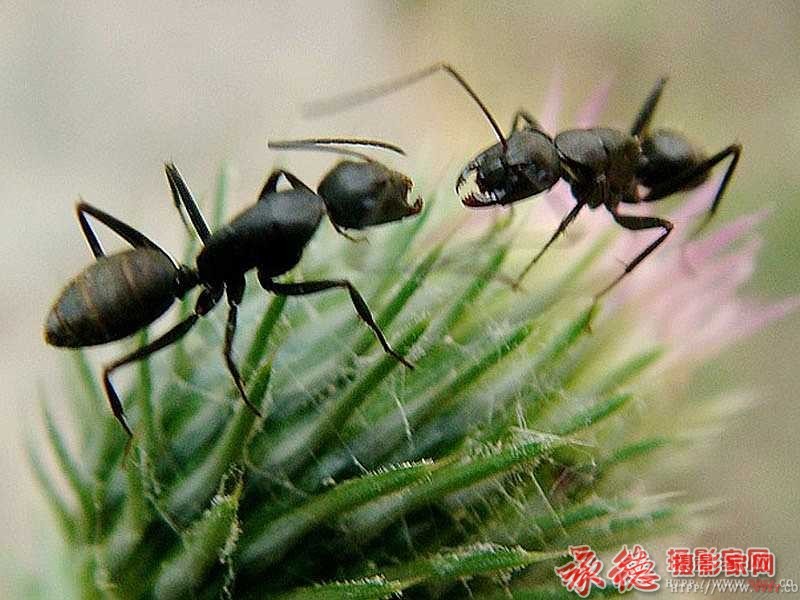 昆虫写真之四-风调雨顺 -生态摄影