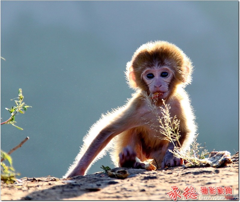 小猴子的幸福生活-木子克-生态摄影