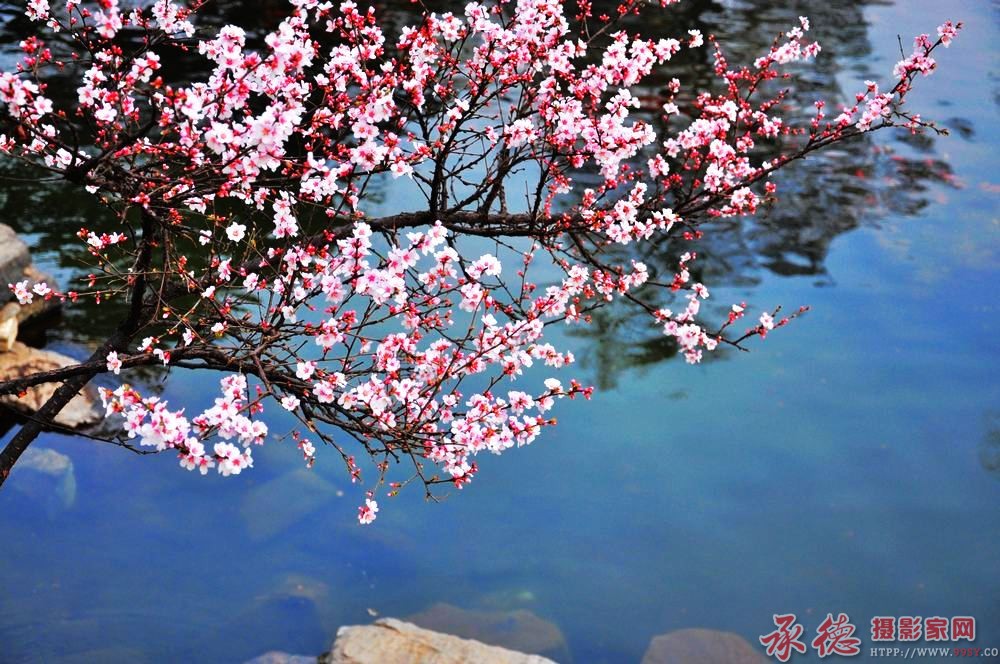 春花烂漫