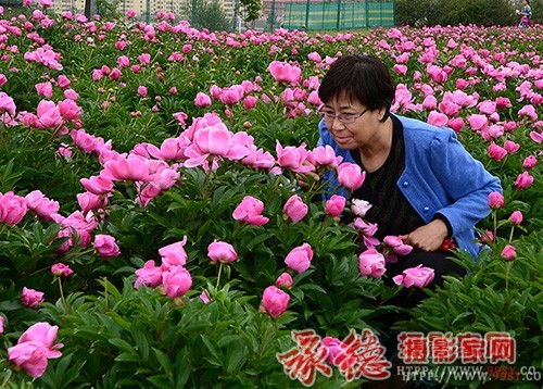 芍药花开-龙的传人-初学者