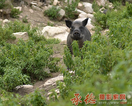 问   摄影：六月荷