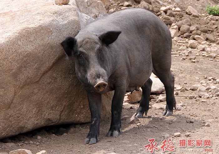 蹭痒痒  摄影：单鞭