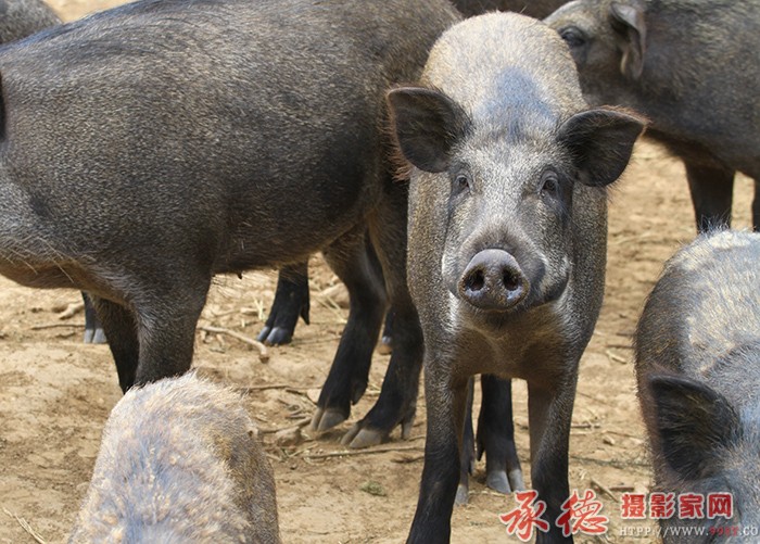 嗤之以鼻  摄影：棋友