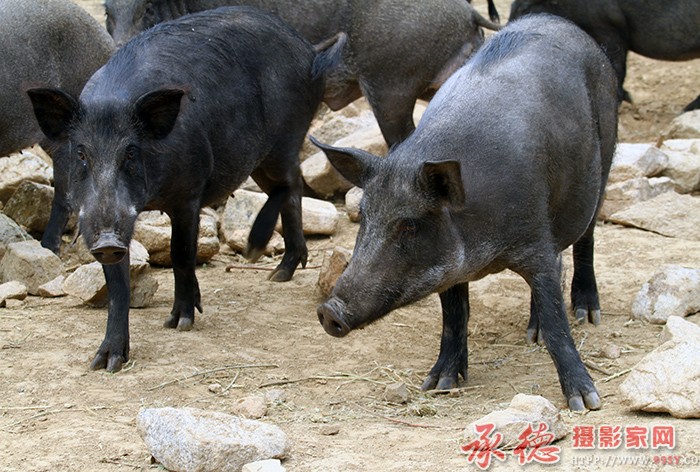 领队  摄影：棋友