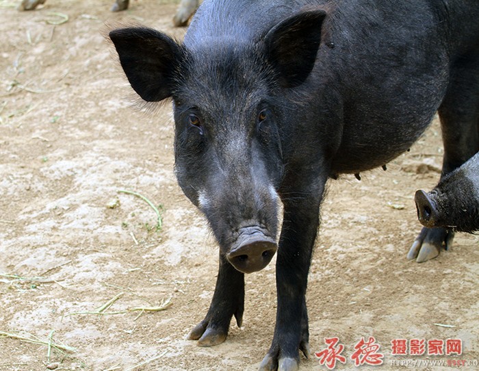 你是谁  摄影：棋友