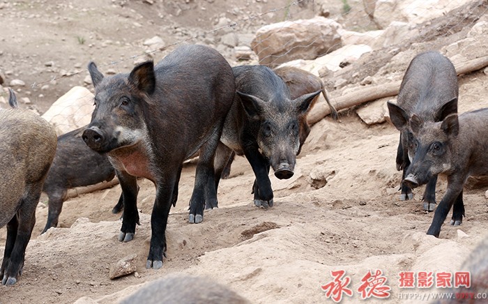 潜行  摄影：一滴水