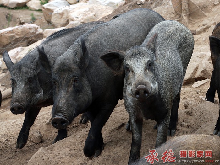 左膀右臂  摄影：一滴水