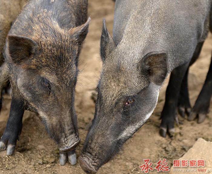 味道  摄影：六月荷