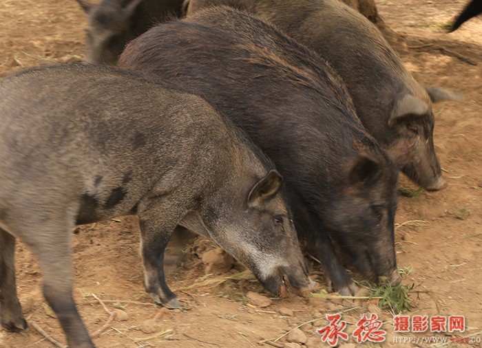 团餐  摄影：棋友