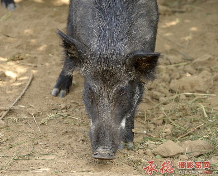 搜寻  摄影：六月荷