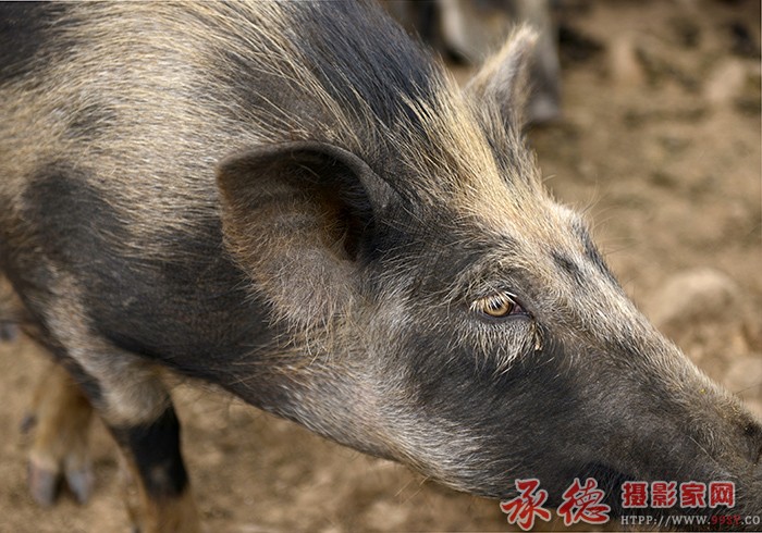  搜  摄影：六月荷