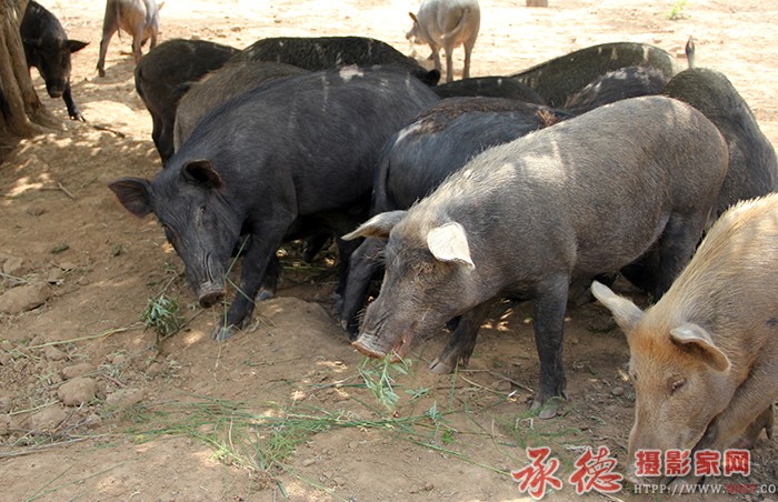 谁动了我的奶酪  摄影：单鞭